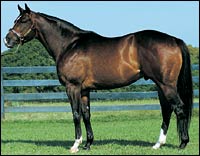Leading Freshman Sire Began in Florida, Now in Texas Leading Freshman Sire Began in Florida, Now in Texas