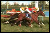 Veil of Avalon Captures Del La Rose Handicap Veil of Avalon Captures Del La Rose Handicap
