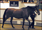 Velvet Moon Tops Newgate Stud Horses at Tattersalls Velvet Moon Tops Newgate Stud Horses at Tattersalls
