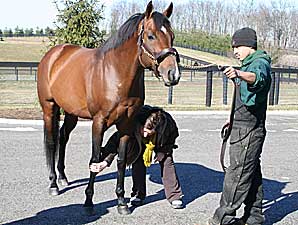 Victory Gallop Sold to Turkey Victory Gallop Sold to Turkey