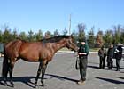 Victory Gallop Sold to Turkey Victory Gallop Sold to Turkey