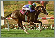 Voodoo Dancer Makes Easy Work of Palomar 'Cap Voodoo Dancer Makes Easy Work of Palomar 'Cap