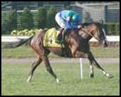 Voodoo Dancer's Impressive Stretch Drive Wins Garden City Voodoo Dancer's Impressive Stretch Drive Wins Garden City