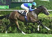 Voodoo Dancer Challenges Banks Hill, Four Others in Yellow Ribbon Voodoo Dancer Challenges Banks Hill, Four Others in Yellow Ribbon