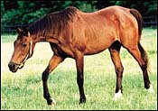 Champion, Record-Priced Yearling Wajima Euthanized at Age 29 Champion, Record-Priced Yearling Wajima Euthanized at Age 29