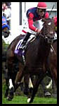 War Chant's First Foal Born War Chant's First Foal Born