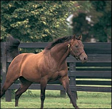 Glencrest Stallion Wavering Monarch Dead Glencrest Stallion Wavering Monarch Dead