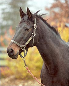 Champion Wayward Lass Dead at Age 25 Champion Wayward Lass Dead at Age 25