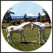Knight's Whites: Oregon Farm Finds Unique Niche Knight's Whites: Oregon Farm Finds Unique Niche