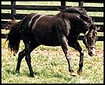 Belmont Winner's Pedigree: Tribute to Sire Wild Again Belmont Winner's Pedigree: Tribute to Sire Wild Again