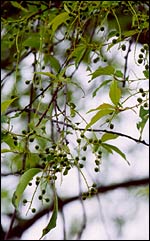 Facts About Black Cherry Trees and Tent Caterpillars Facts About Black Cherry Trees and Tent Caterpillars