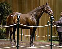 Boosted by Thoroughbred Corporation Horses, Keeneland Numbers Soar Boosted by Thoroughbred Corporation Horses, Keeneland Numbers Soar