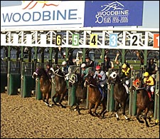 Woodbine Debuts New Polytrack Surface Woodbine Debuts New Polytrack Surface