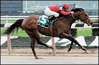 Xtra Heat Foals Gone West Colt Xtra Heat Foals Gone West Colt