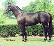 Yankee Victor: Miler Off to Good Start in Commercial Market Yankee Victor: Miler Off to Good Start in Commercial Market