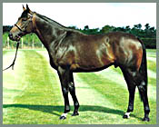 Zafonic to Arrowfield in Australia Zafonic to Arrowfield in Australia