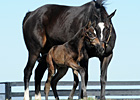 Talkin' Horses: Lane's End and Zenyatta