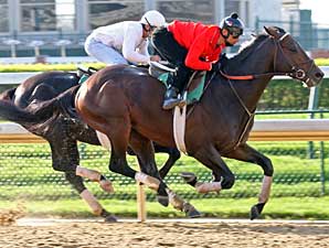 Z Humor Works at Churchill Downs Z Humor Works at Churchill Downs