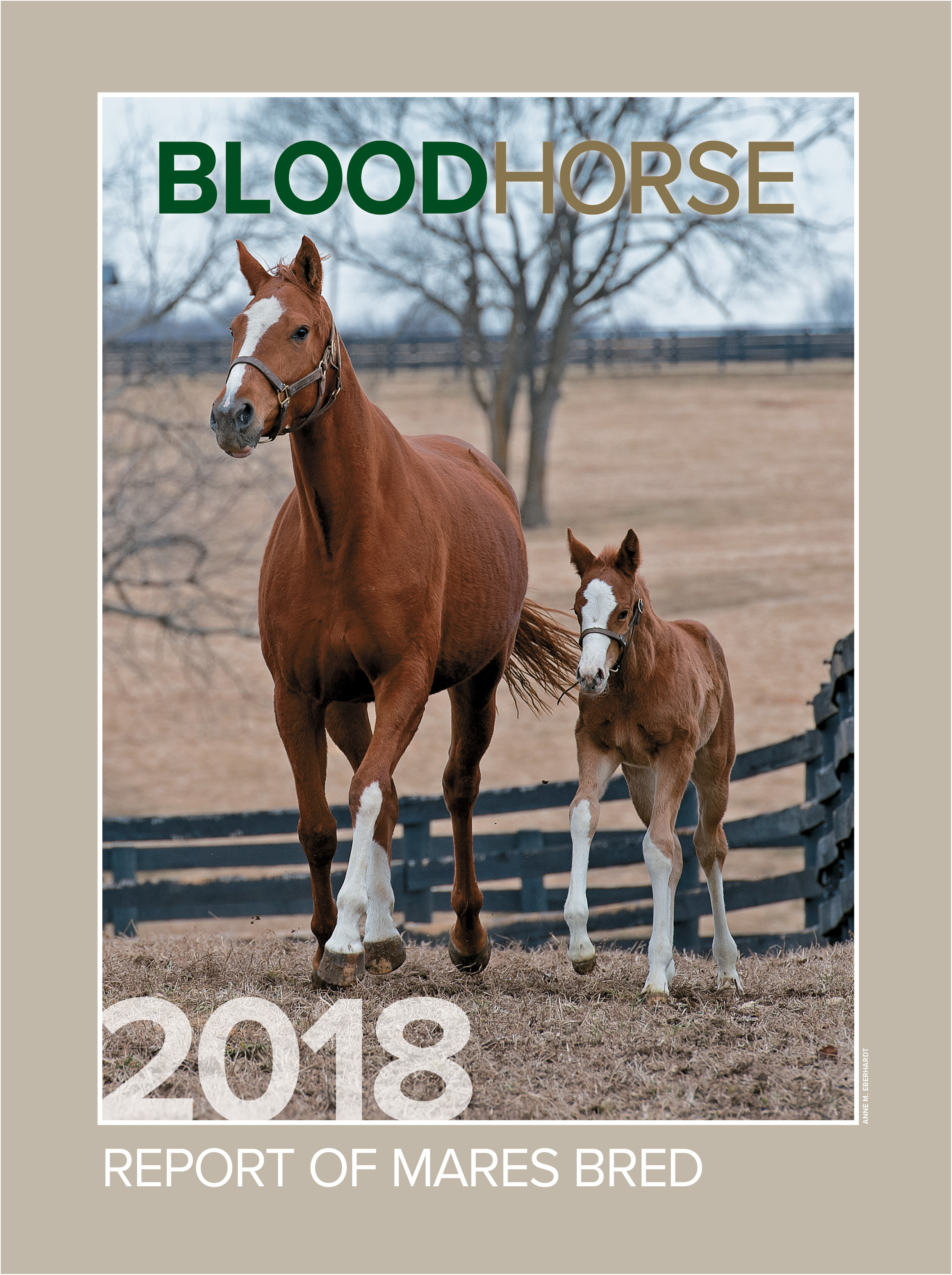 Thoroughbred Reports, News, Sire Lists, Blogs, Video, Pedigree Analysis