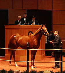 Distorted Humor Colt Brings $500,000 at F-T