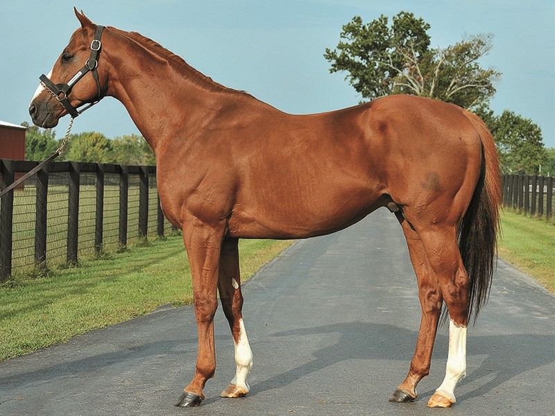Blueskiesnrainbows Stallion Register Online