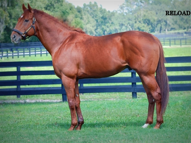 Reload Stallion Register Online