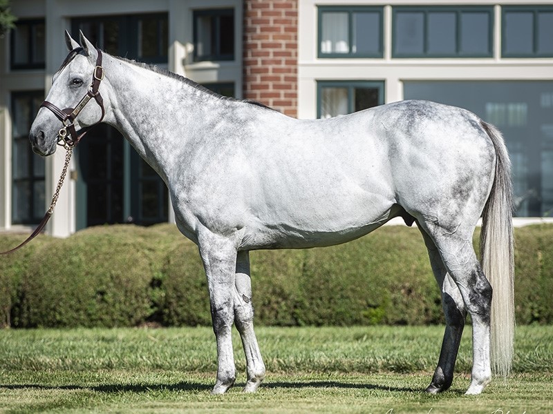 Gift Box - Stallion Register Online