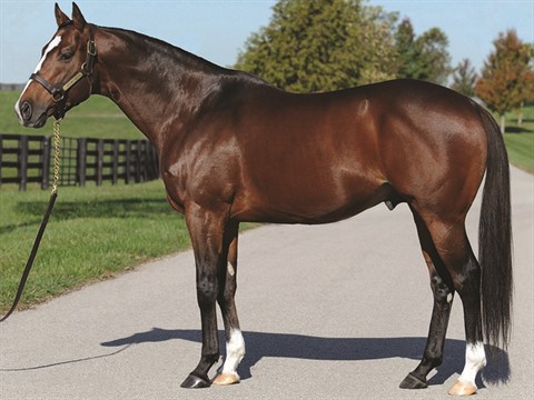 Into Mischief - Stallion Register Online