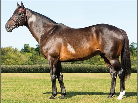 Silent Name (JPN) - Stallion Register Online