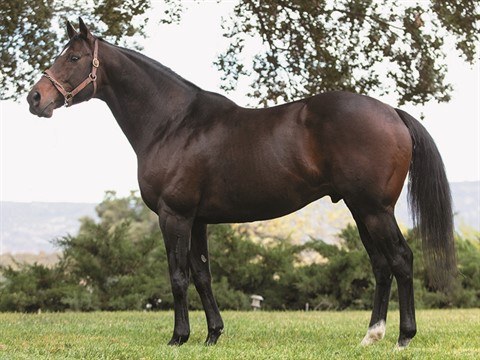 Bucchero - Stallion Register Online