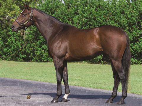 Florida Horse 2020 Stallion Register by Florida Equine