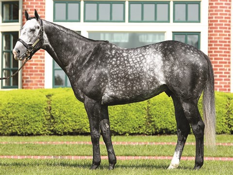 Liam&rsquo;s Map - Stallion Register Online