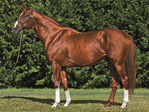 Imagining Stallion Register Online