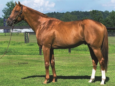 V E Day Stallion Register Online - 