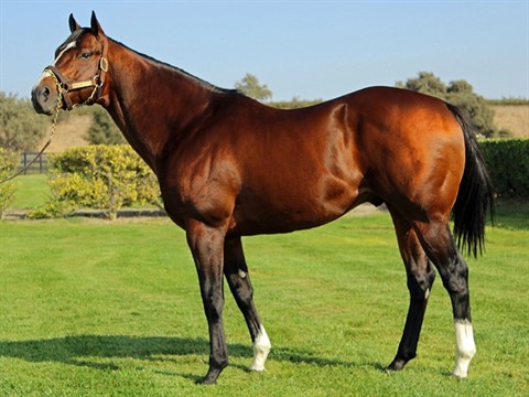 Stanford - Stallion Register Online