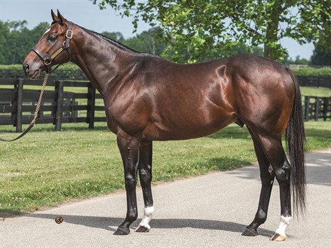 Florida Horse 2020 Stallion Register by Florida Equine