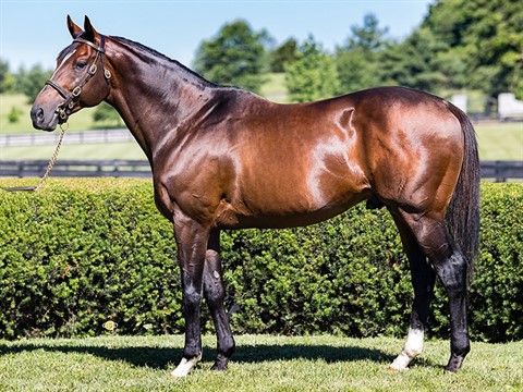 Preservationist - Stallion Register Online