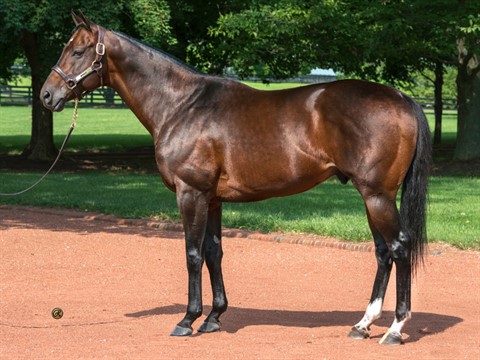 McKinzie - Stallion Register Online