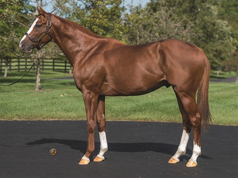 Improbable Stallion Register Online