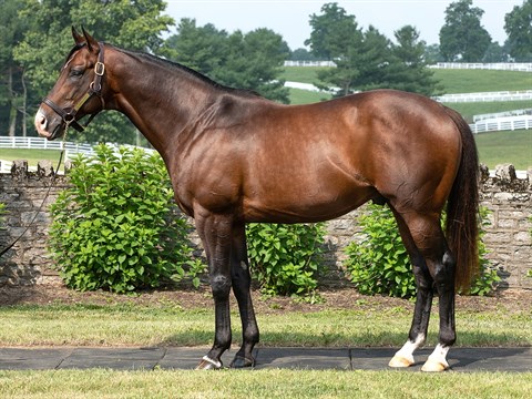 Higher Power - Stallion Register Online