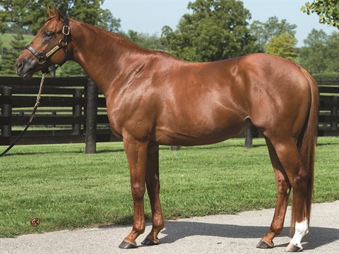 Florida Horse 2019 Stallion Register by Florida Equine