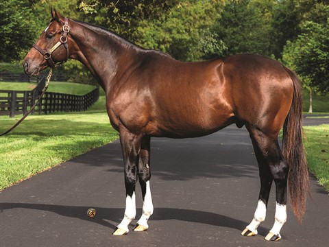 Greatest Honour - Stallion Register Online