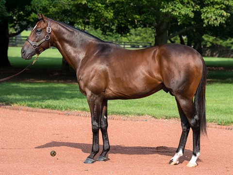 Bucchero - Stallion Register Online