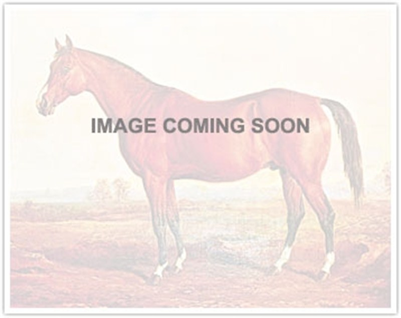 Newgate Stallion Register Online