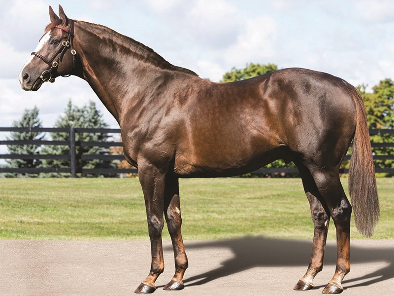 Giant Gizmo - Horse Card - BloodHorse