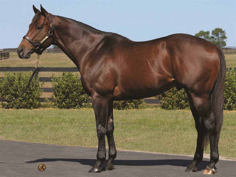 Exclusive Quality Horse Card BloodHorse