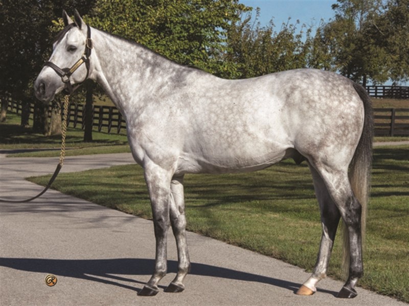 Paddy O'Prado - Horse Card - BloodHorse