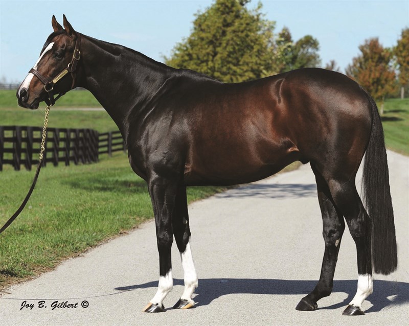 まるポン 様 ＊thoroughbred、rosy、followingday McKathan Looks to