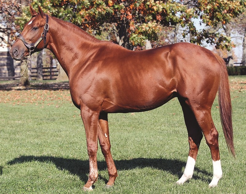 Ice Box Stallion Register Online