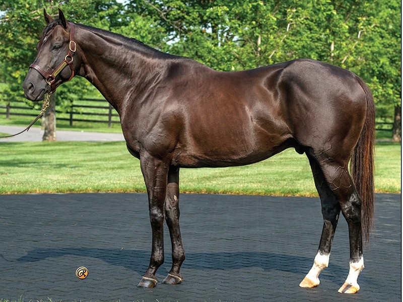 Volatile Stallion Take Charge Indy - Stallion Register Online
